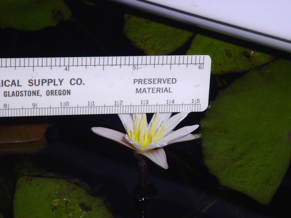 Nymphaea minuta Jan 17 05 Image005